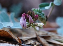 Astragalus cobrensis