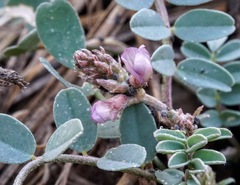 Astragalus cobrensis