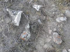 Echinofossulocactus phyllacanthus