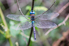 Rhionaeschna jalapensis