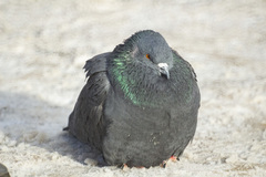 Columba livia domestica