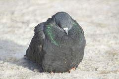 Columba livia domestica