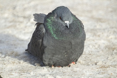Columba livia domestica