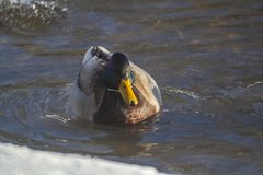 Anas platyrhynchos