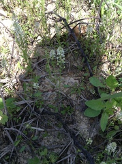 Lepidium virginicum menziesii