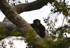 Pan troglodytes verus