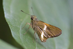 Tirynthia conflua