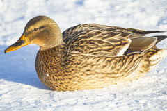 Anas platyrhynchos