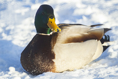 Anas platyrhynchos