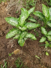 Dieffenbachia seguine