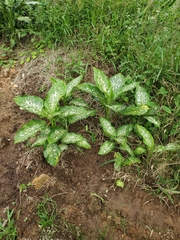 Dieffenbachia seguine