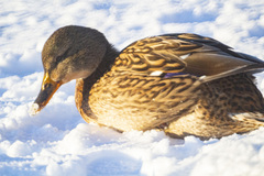 Anas platyrhynchos