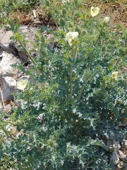 Argemone ochroleuca