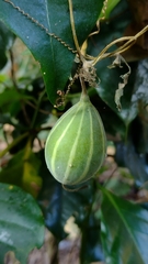 Polyclathra cucumerina
