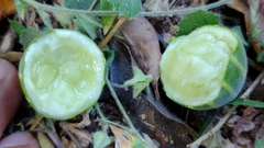 Polyclathra cucumerina