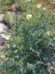 Argemone ochroleuca
