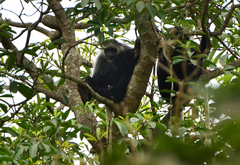 Colobus polykomos