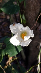 Polyclathra cucumerina