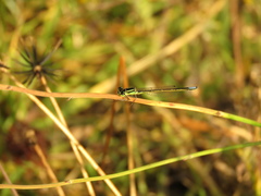 Ischnura chingaza