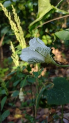 Polyclathra cucumerina