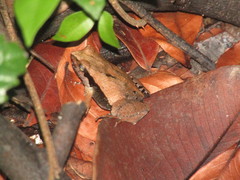Physalaemus cuvieri