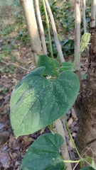 Polyclathra cucumerina