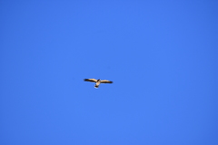 Daptrius albogularis