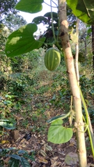 Polyclathra cucumerina
