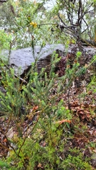 Phyllota grandiflora