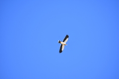 Daptrius albogularis