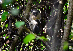 Cercopithecus campbelli