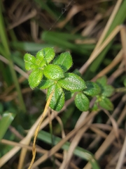 Galium hypocarpium