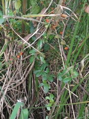 Galium hypocarpium