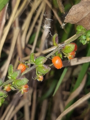 Galium hypocarpium