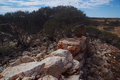 Acacia aptaneura