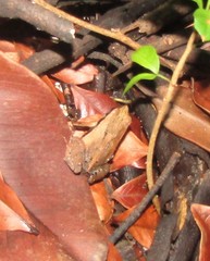 Physalaemus cuvieri