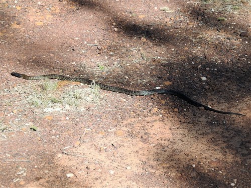 Blue-bellied Black Snake sighting