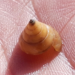 Calliostoma conulus
