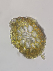 Trichodon cylindricus