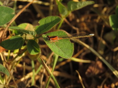 Ischnura chingaza