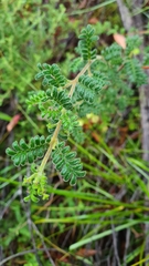 Dodonaea pinnata