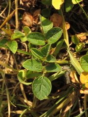 Desmodium molliculum