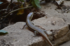 Trachylepis perrotetii