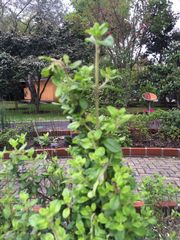 Clinopodium vimineum