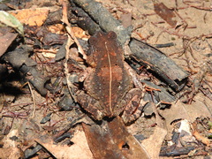 Sclerophrys camerunensis