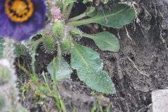 Meconopsis balangensis