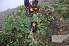 Meconopsis balangensis