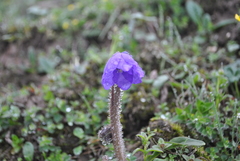 Meconopsis pulchella