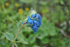 Corydalis pseudobarbisepala