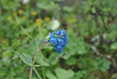 Corydalis pseudobarbisepala